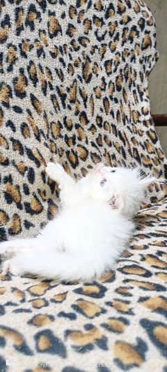 Cats for Sale