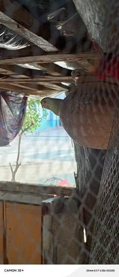 Breeding pair 100% gurannty wathsapp number 03238744552