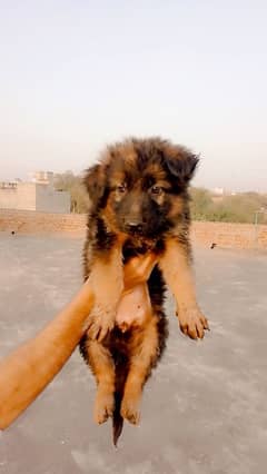 German Shepherd puppy | Long Coat Puppies For Sale