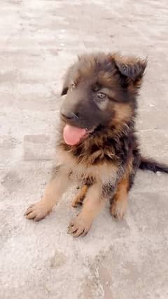 German Shepherd puppy | Long Coat Puppies For Sale