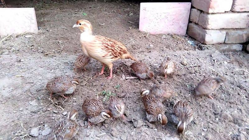 Irani kingsize Chicks  pair 0