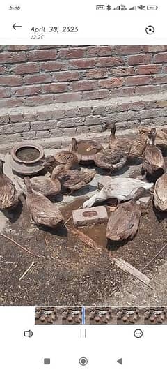 Khaakii And Dusi Eggs laying Ducks Available