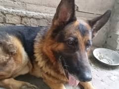 Pedigree double coat dog