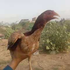 aseel mianwali