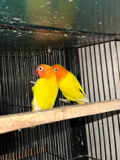 lovebirds