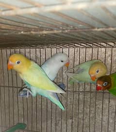 beautiful lovebirds