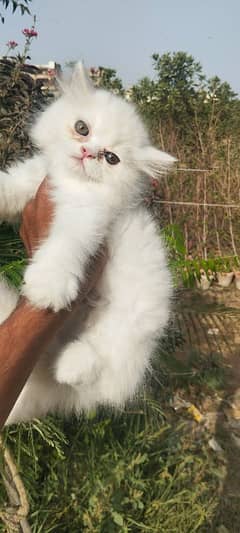 Persian kitten