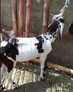 bakra