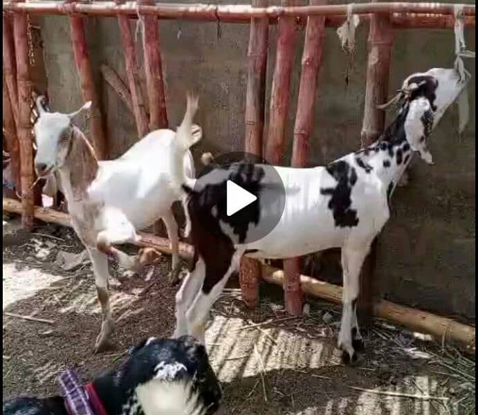 bakra 1