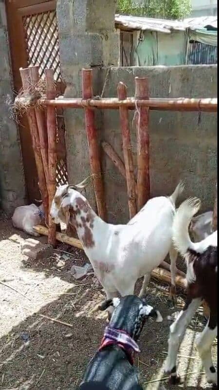 bakra 2