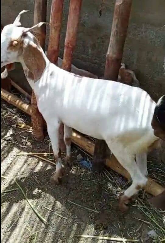 bakra 3