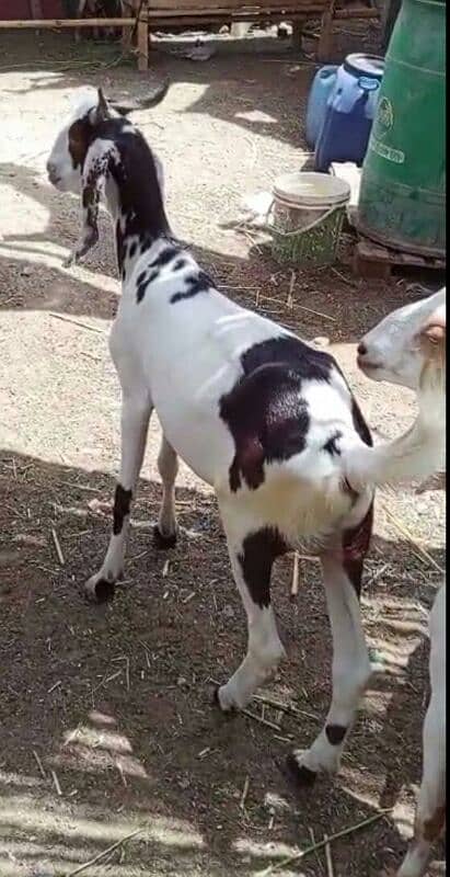 bakra 5