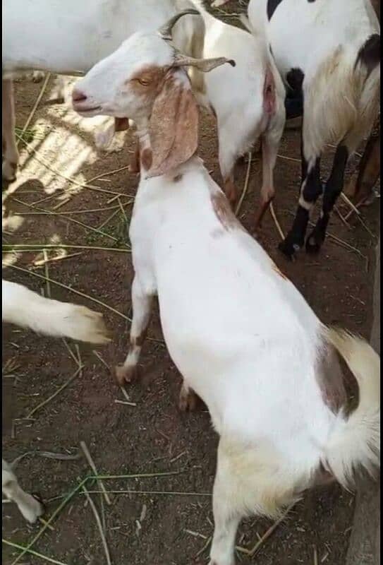 bakra 6