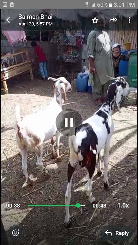 bakra 7