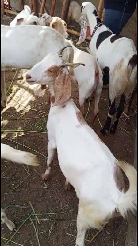 bakra 8