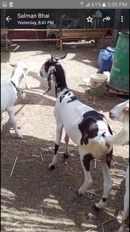 bakra 9