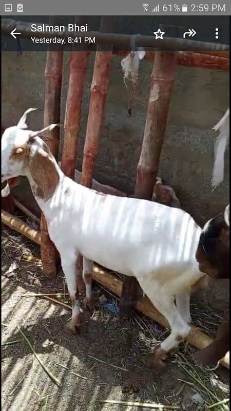 bakra 10