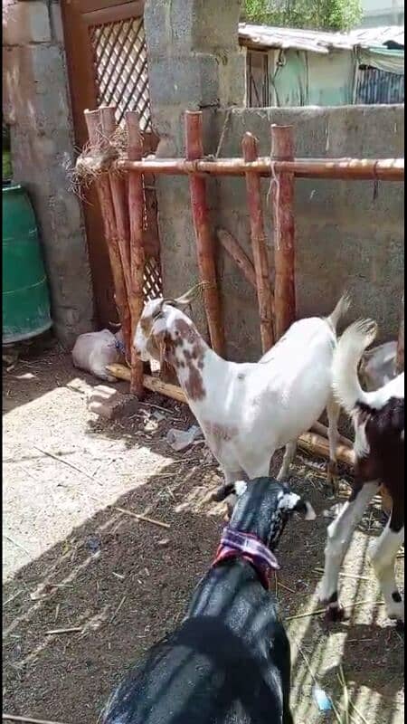 bakra 11