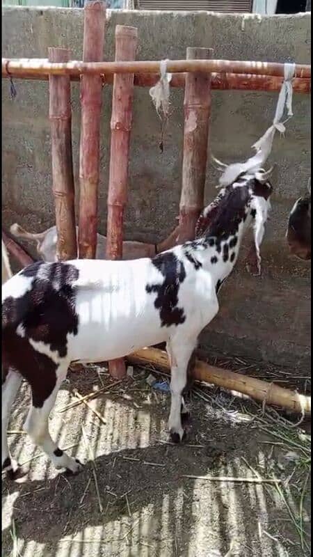 bakra 12