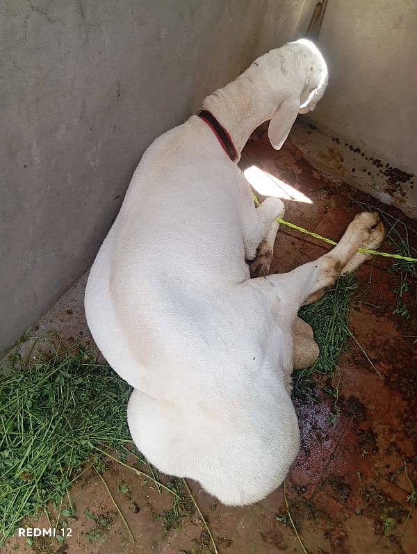Goat | Chatra | Bakra | Dumba | Qurbani sheep |  Goat For Sale 5