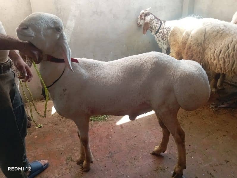 Goat | Chatra | Bakra | Dumba | Qurbani sheep |  Goat For Sale 6