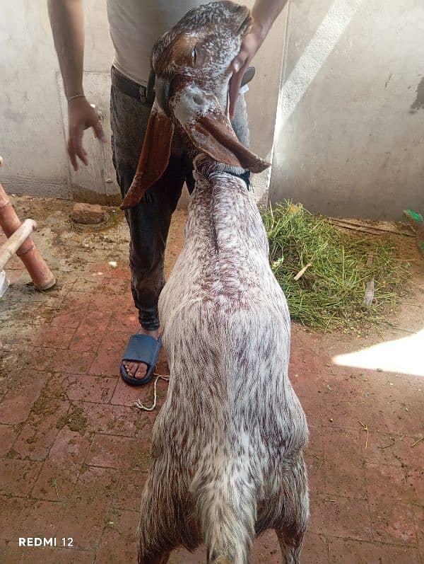 Goat | Chatra | Bakra | Dumba | Qurbani sheep |  Goat For Sale 7