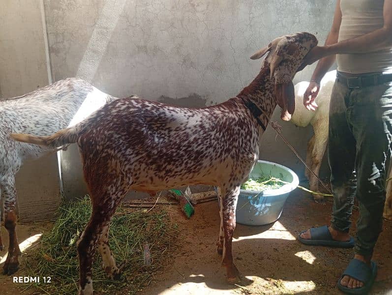 Goat | Chatra | Bakra | Dumba | Qurbani sheep |  Goat For Sale 8