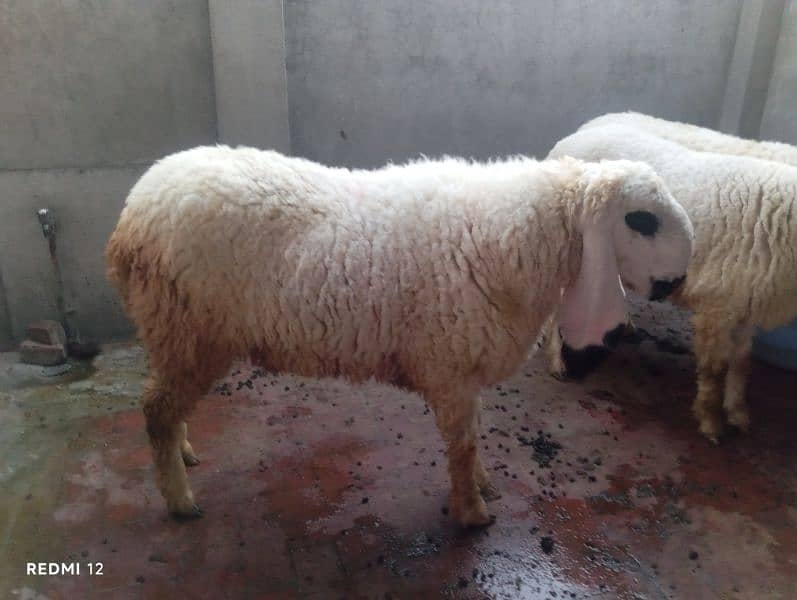 Goat | Chatra | Bakra | Dumba | Qurbani sheep |  Goat For Sale 9