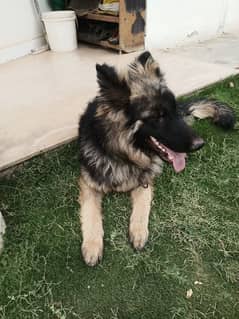 German Shepherd male