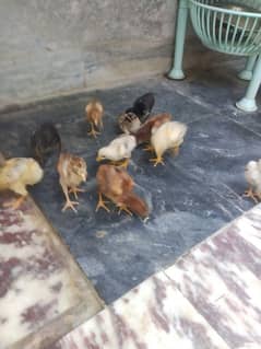 14 chozay 23 days for sale
