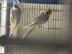 eno female cream male cocktail