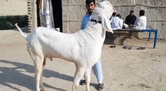 Rajan puri qurbani ke liye Bakra for sale. 03378344583