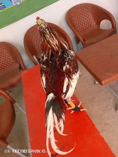 Aseel Murga For Sale