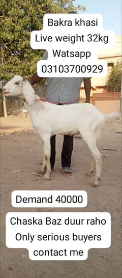 Bakra