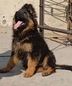 German Shepherd puppies
