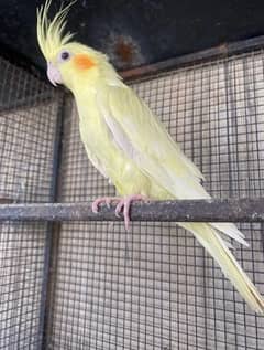 Red Eye breeding pair