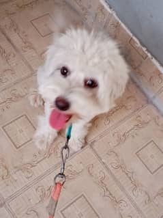 Maltese