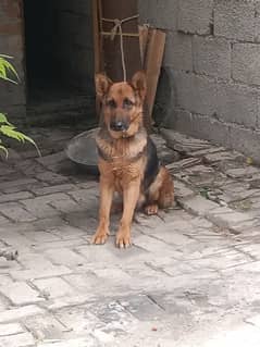 German shepherd dabal coord