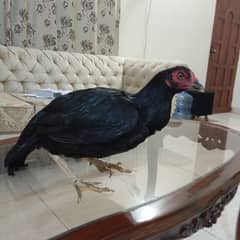 Aseel