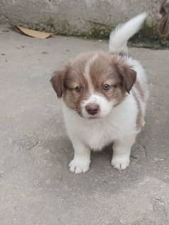 PUPPIES