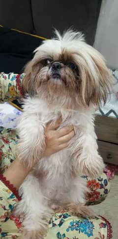 shitzu breeder female pure shitzu long hai for sale