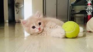 kittens