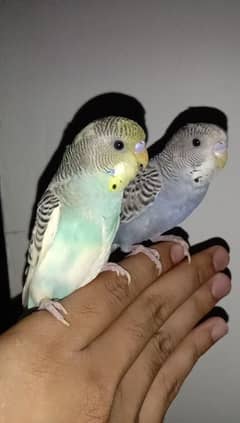 hand