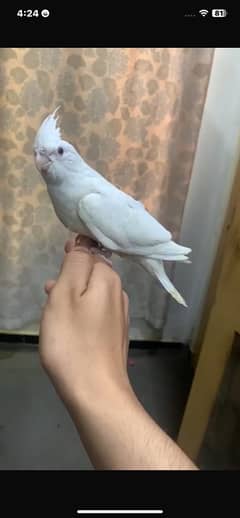 Hand tame cocktail