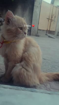 Persian