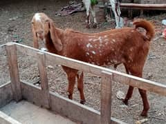 Bakry
