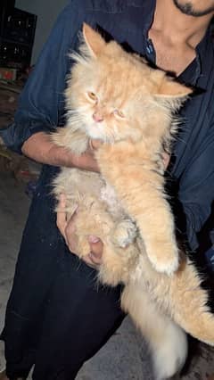 Persian