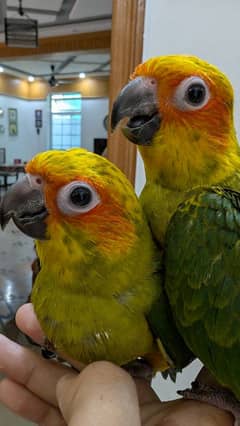 sunconure