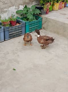 breeder