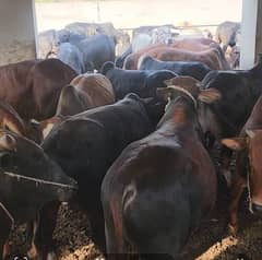 چک نمبر 478۔ قربانی کے لیے نہایت عمدہ  قسم کے بچھڑے کی وسیع تعداد